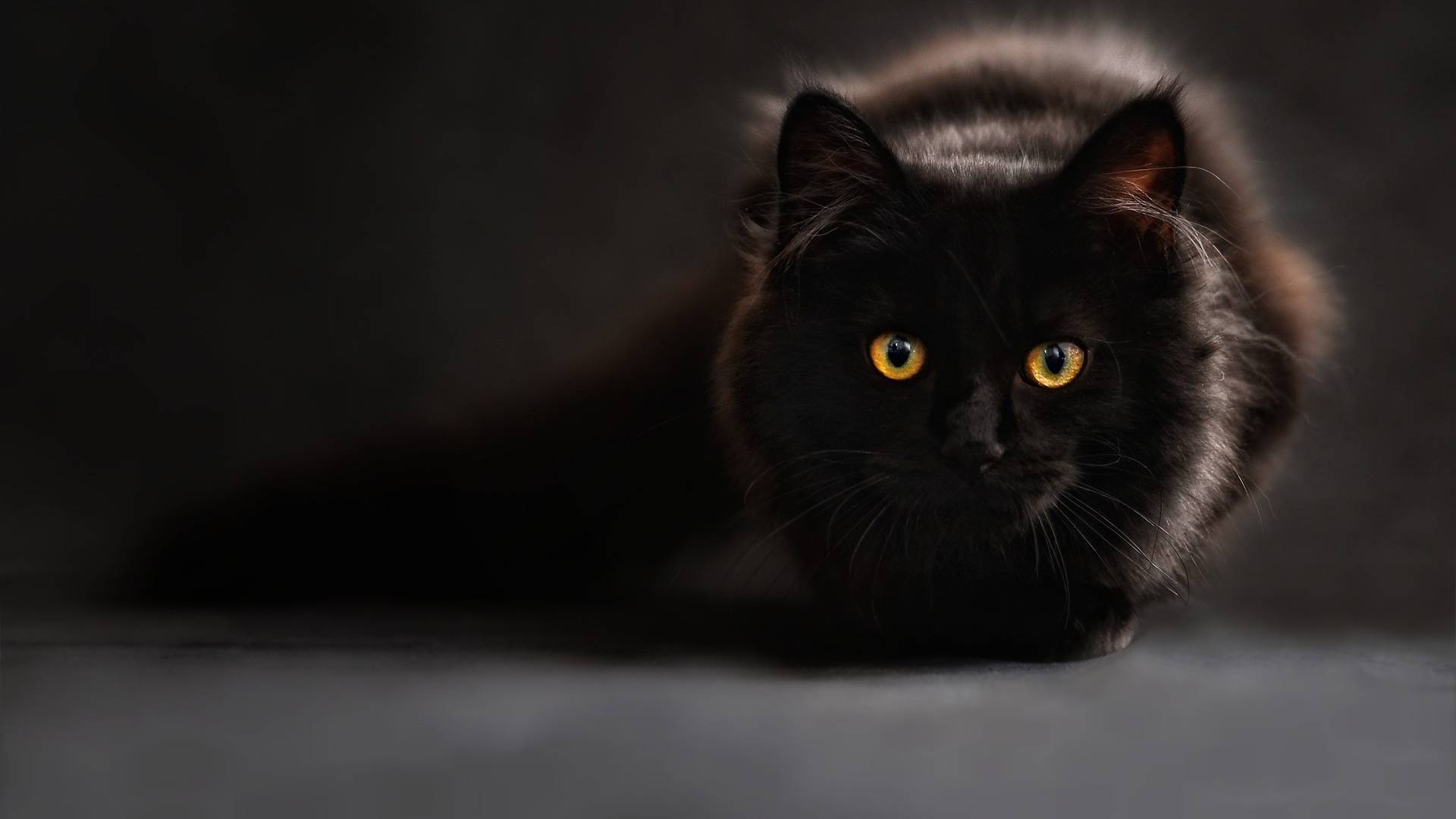 Mitä kissa sanoo eläinlääkäristä? | Eläinkoulutus