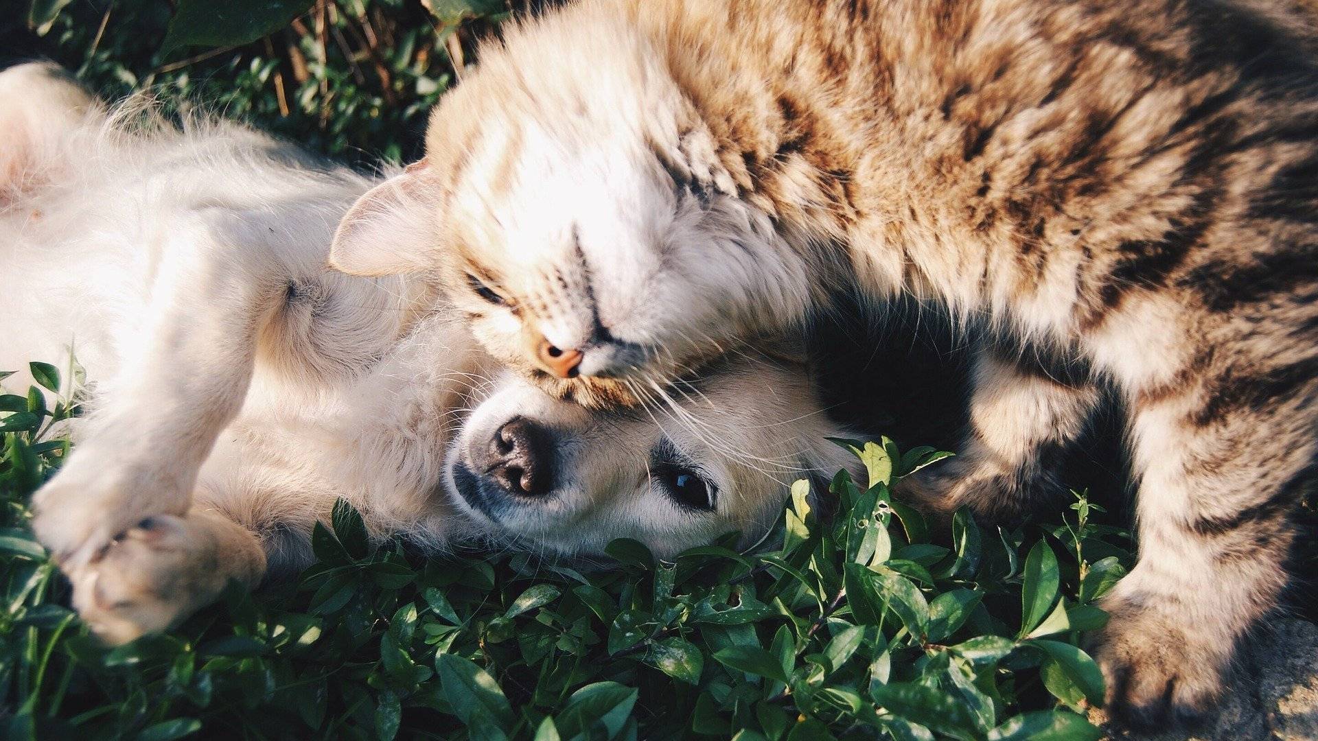 Kissan ja koiran tutustuttaminen - kohti sopuisaa yhteiseloa | Eläinkoulutus