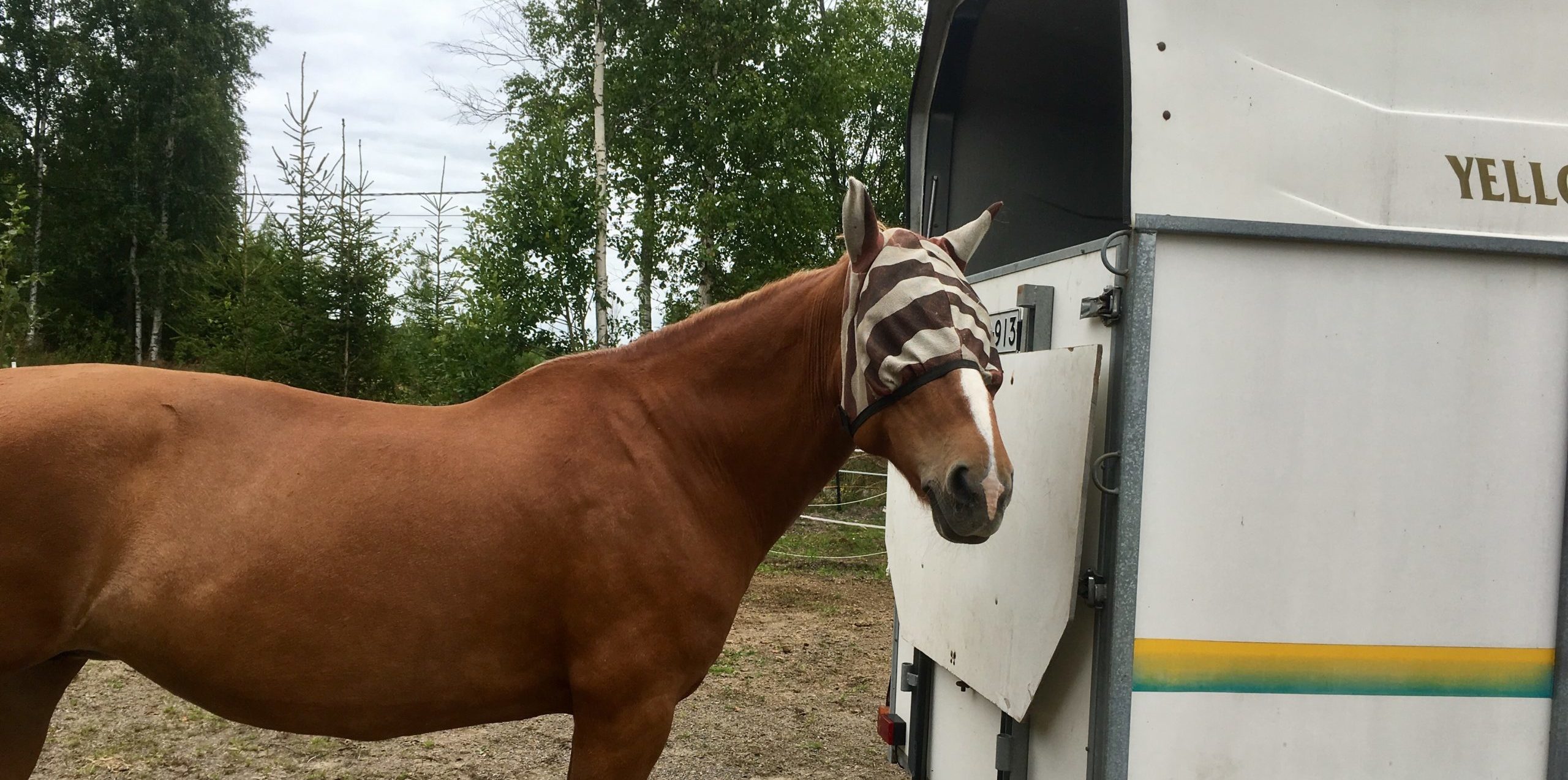 Miten saat hevosen marssimaan itse traileriin - katso vinkit videolta!
