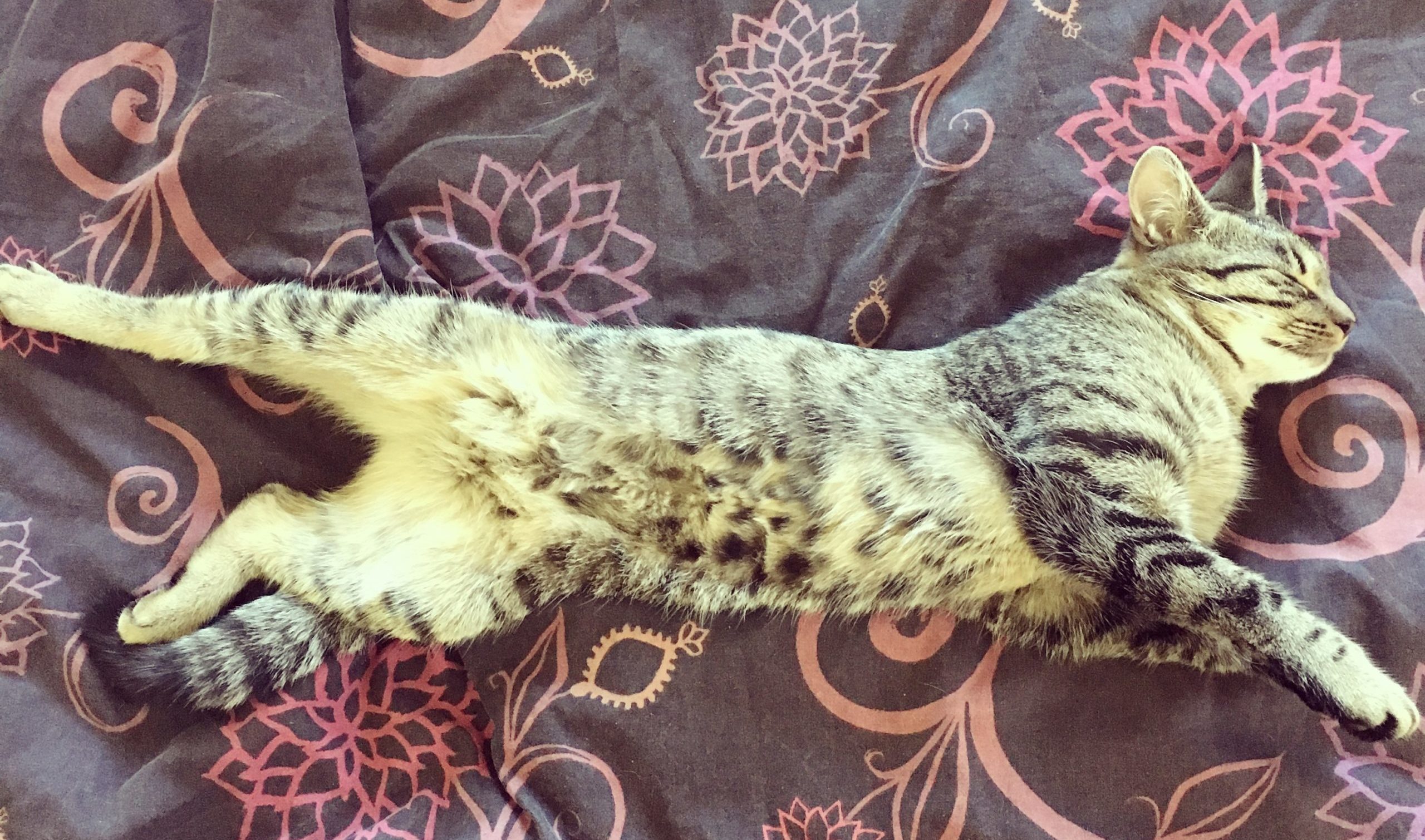 Tyytyväinen kissa - asiaa kissan unesta | Eläinkoulutus