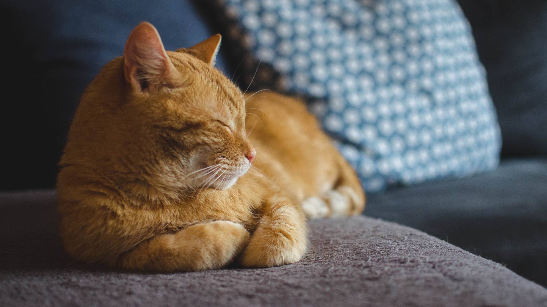 Kissan stressi - tunnista oireet! | Eläinkoulutus
