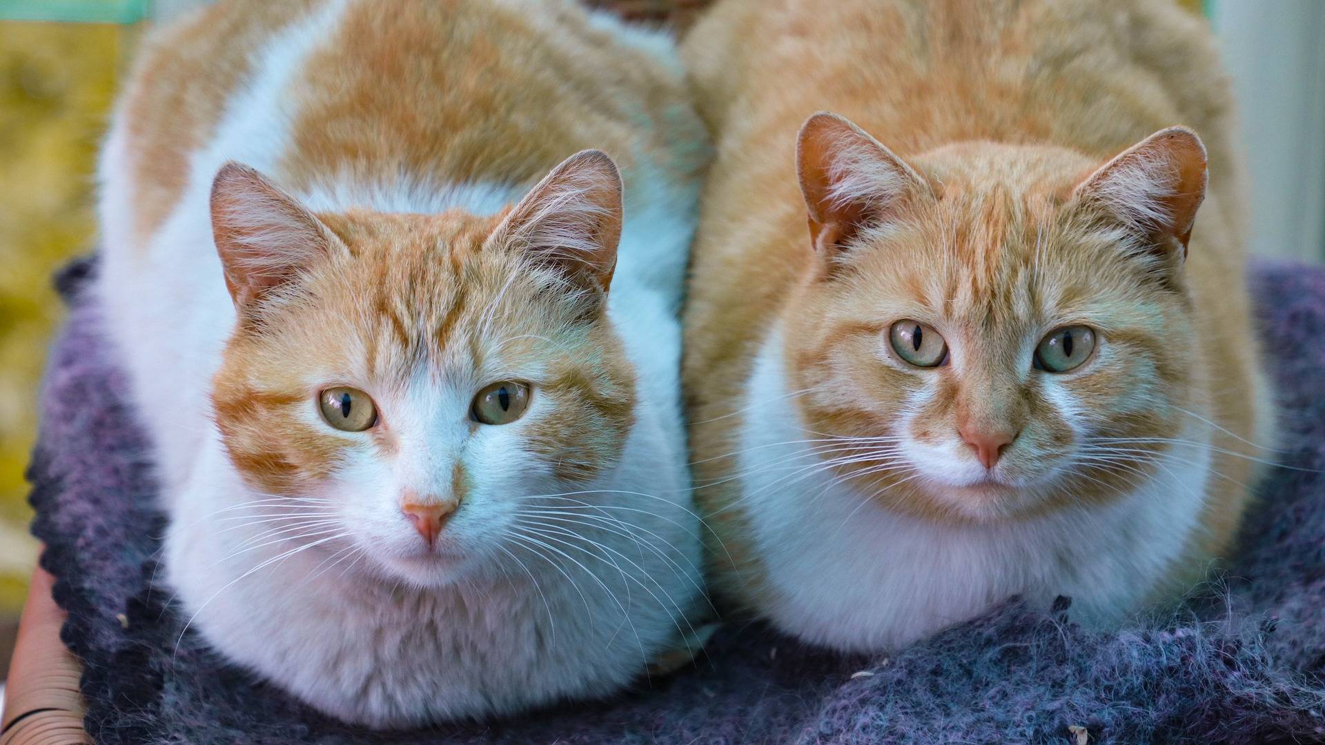 Tyytyväinen kissa - onko kissa erakko vai sosiaalinen? | Eläinkoulutus
