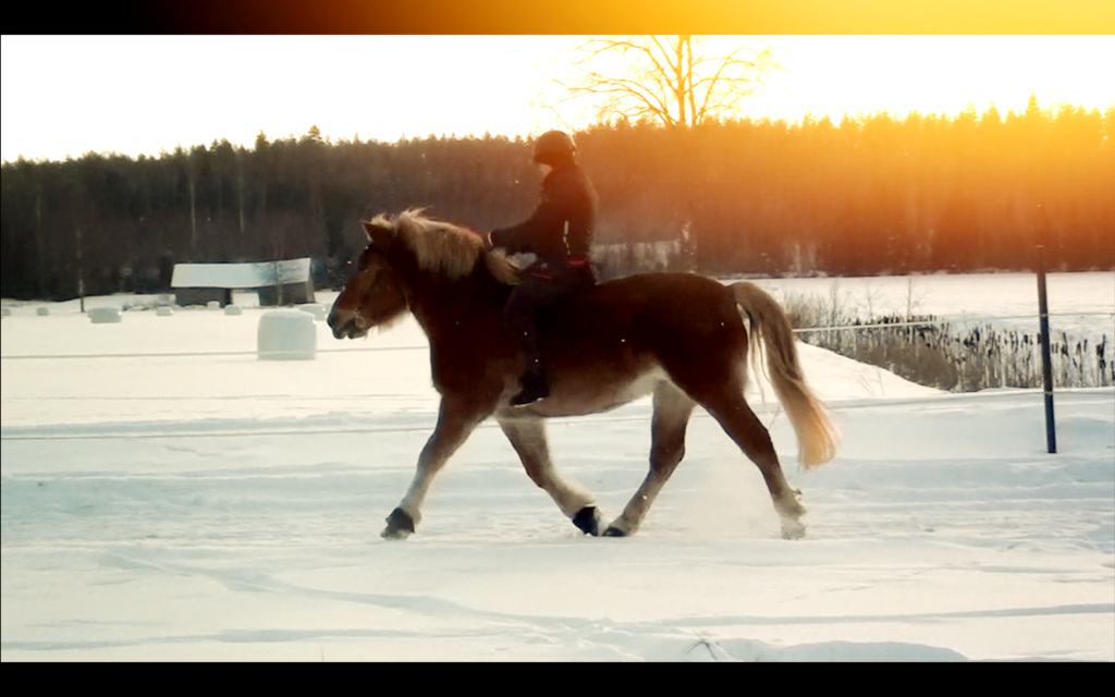 Mitä ihmettä? Hevonen jäätelöllä Vanhassa Porvoossa – suomenhevonen Karvas pitää appelsiinisorbetista