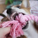 Koiranpentu puree lelua niin että hampaat näkyy.