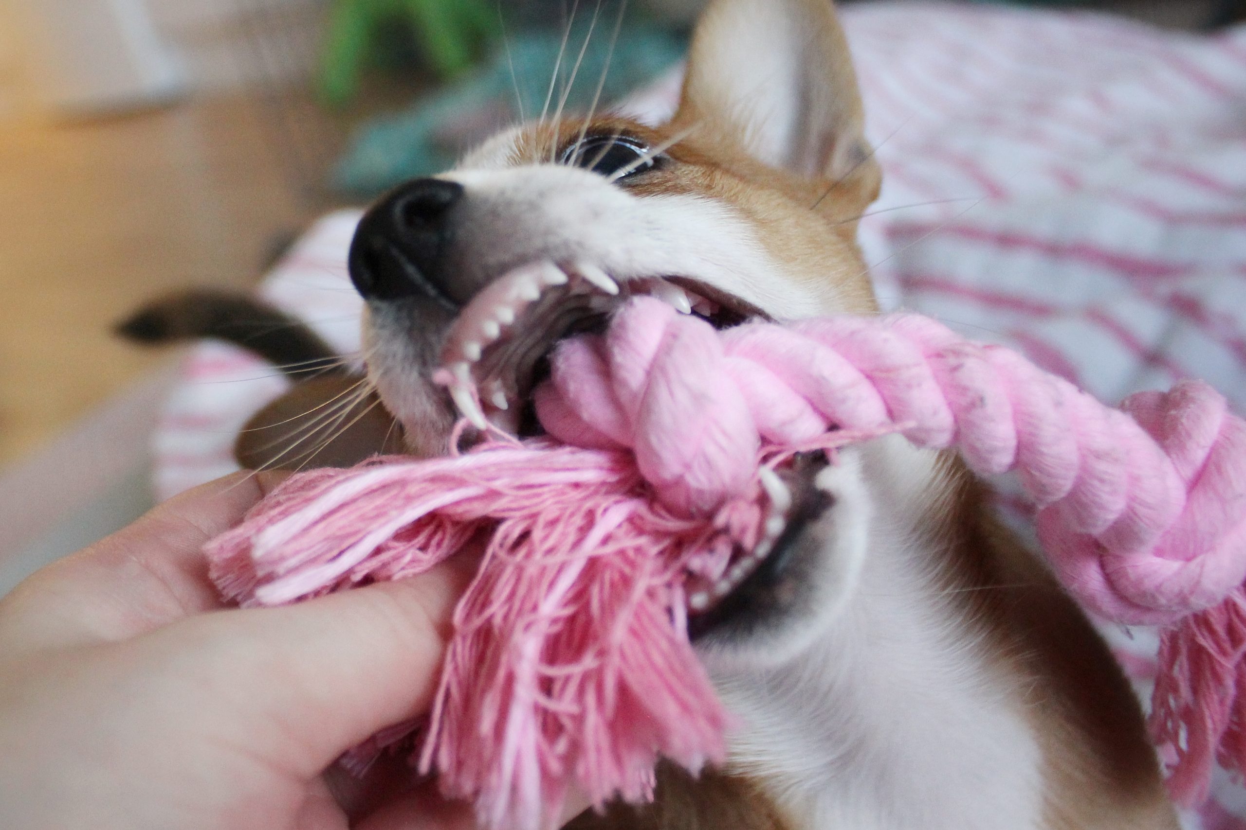 Koiranpentu puree lelua niin että hampaat näkyy.