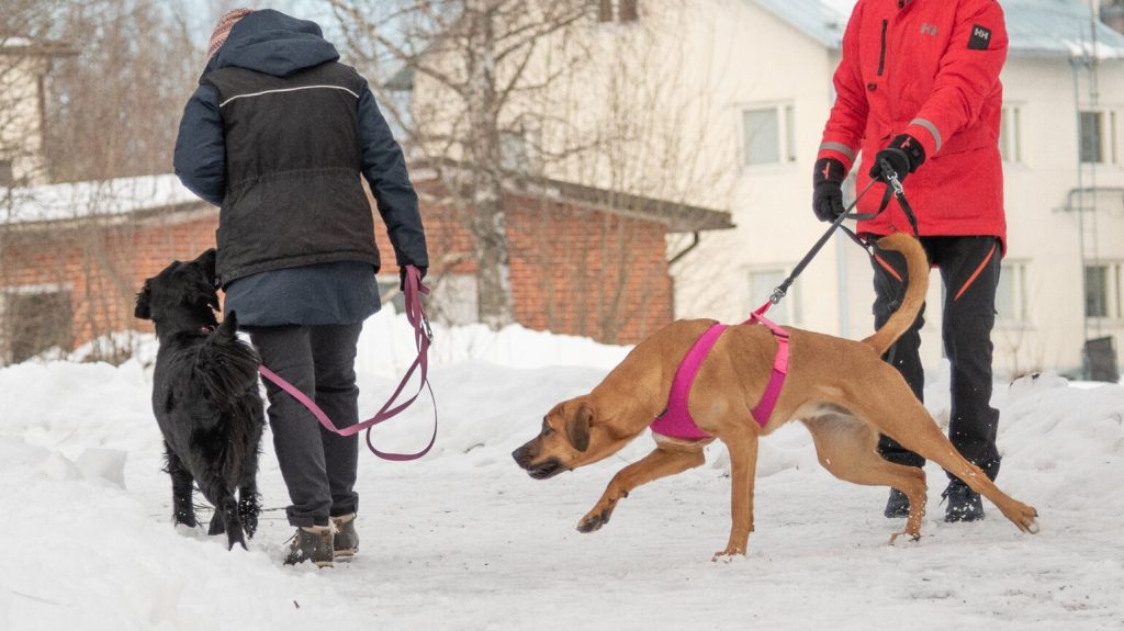 Kaksi koiraa ohittaa talvisella jalkakäytävällä: Iso koira vetää hihnassa ja toinen koira ohittaa sen hihna löysällä.