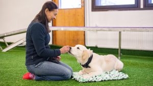 kultainennoutaja makaa maassa ja syö nameja