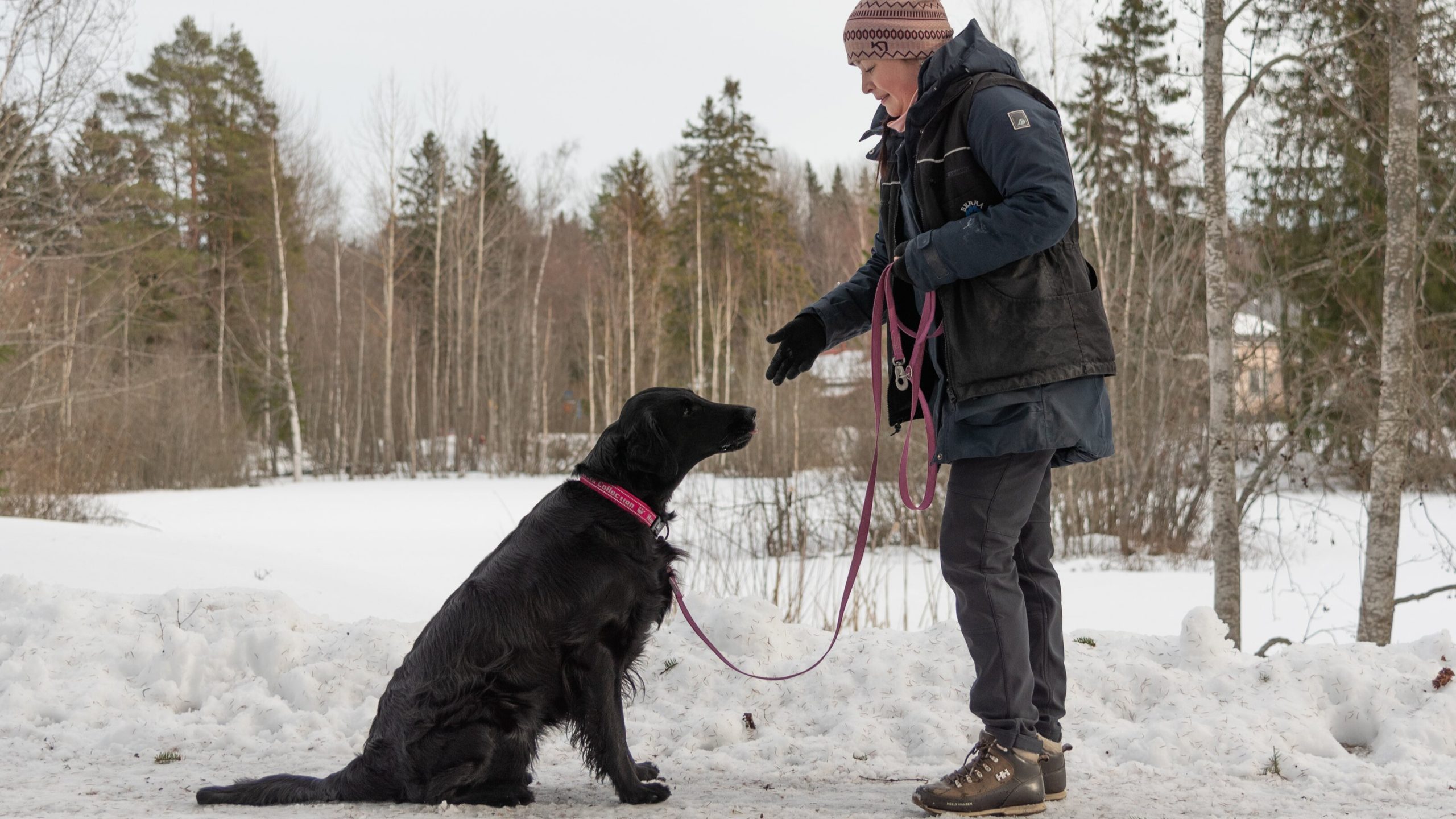 sileäkarvainen noutaja katsoo taluttajaan