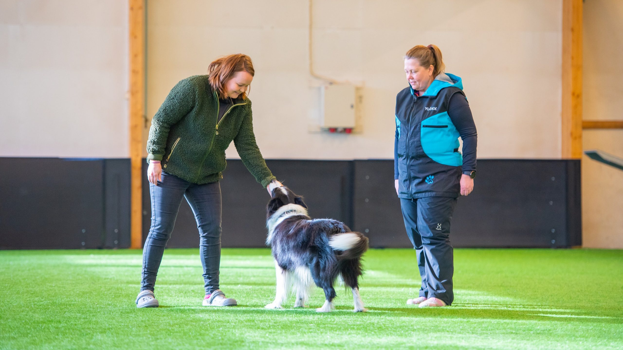 bordercollie tervehtii ihmistä