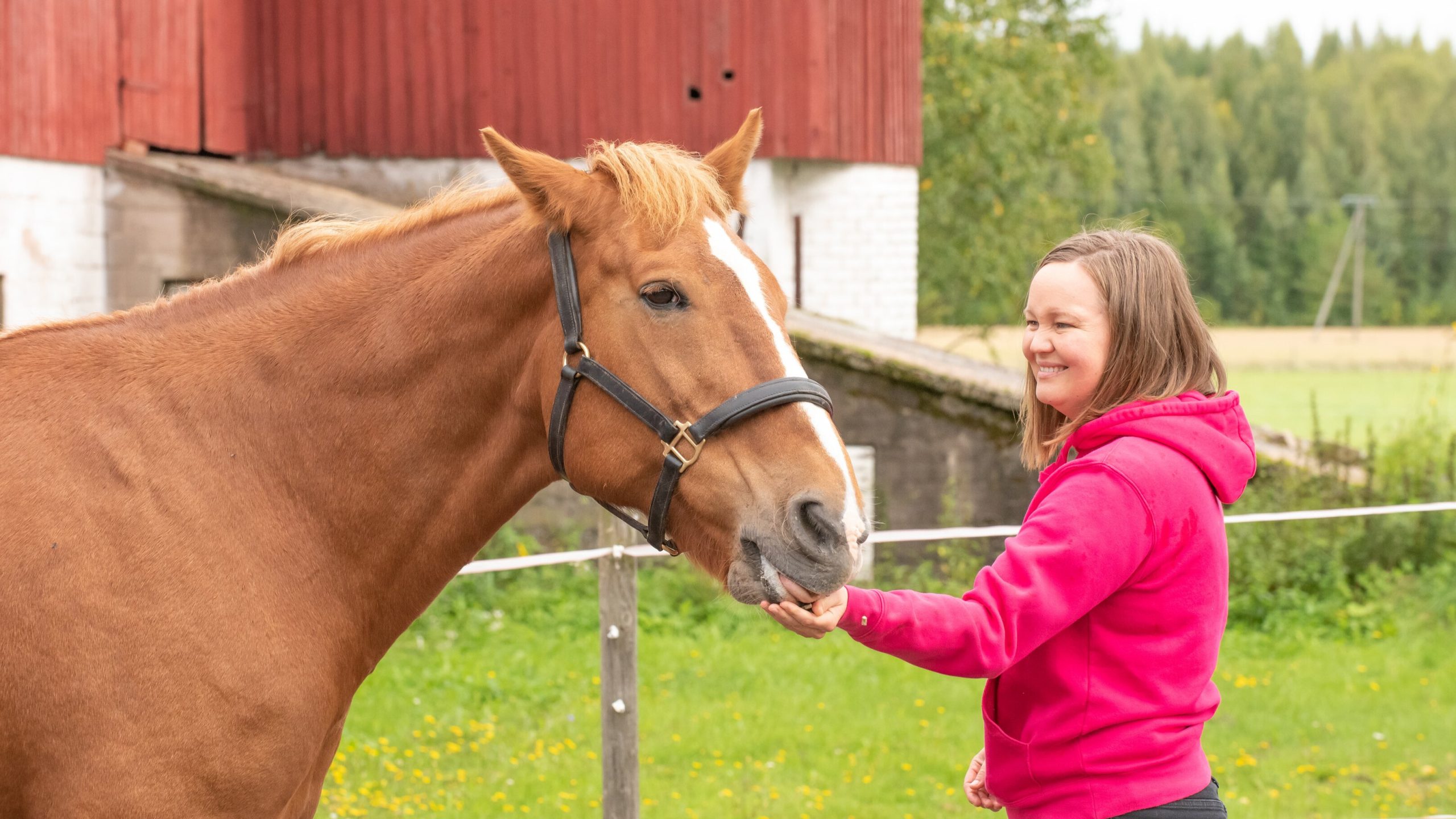 hevonen ottaa herkkuja kädestä