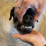 koiran huulia nostetaan niin, että sen hampaat näkyvät