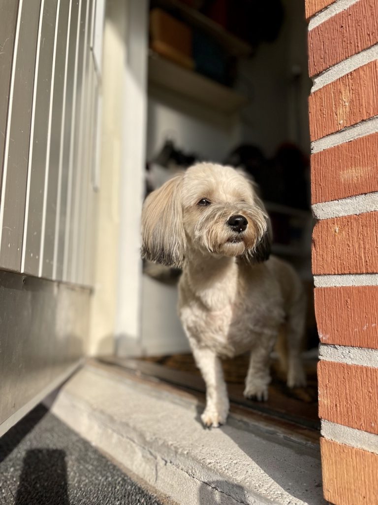 pieni koira kurkkaa peloissaan oven raosta