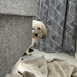 pelokas pieni koira on piiloutunut sängyn taakse