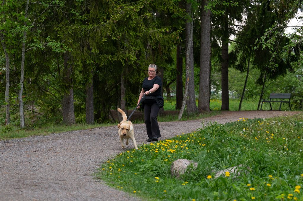 Labradorin noutaja vetää hihnassa.