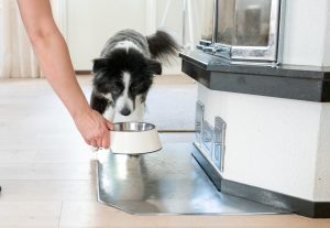 Koiralle ojennetaan ruokakuppia.