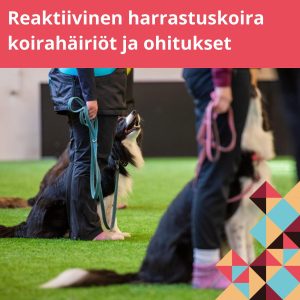 Koirakot rivissä.