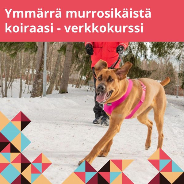 Iso koira tempoilee hihnassa.