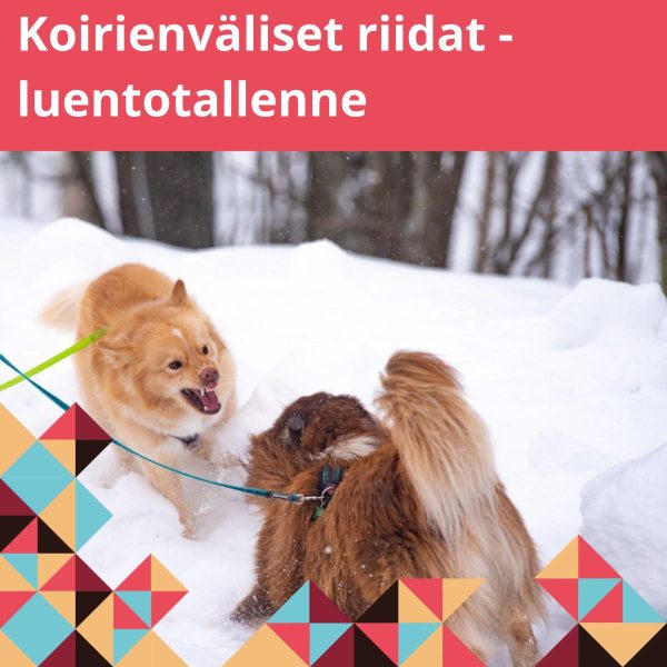 Kaksi lapinkoiraa leikkitappalee keskenään.