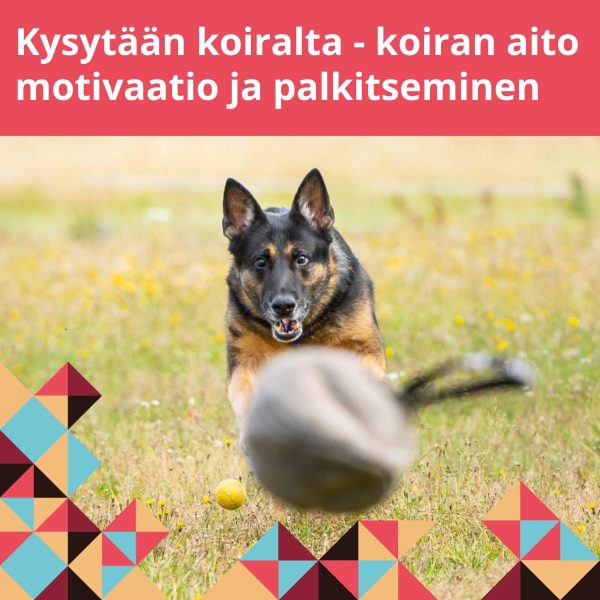 Saksanpaimenkoira juoksee kohti palloa.