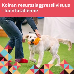 Kultainennoutaja leikkii omistajansa kanssa.