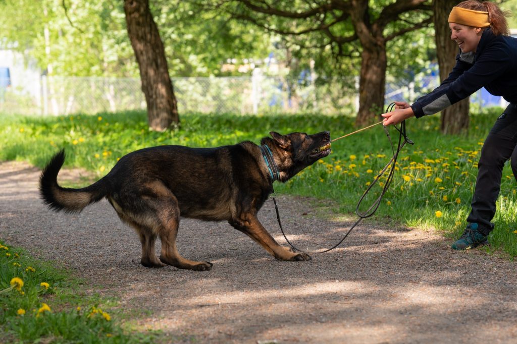 koira vetää kaikilla voimillaan lelua ihmisen kädestä