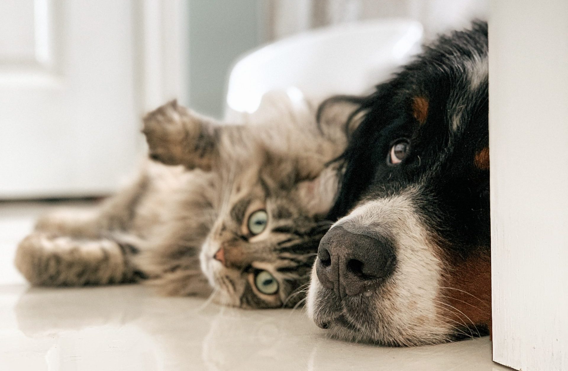 koira ja kissa makaavat vierekkäin lattialla