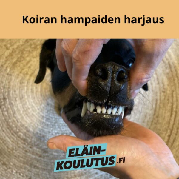 Koiran hampaiden harjaus