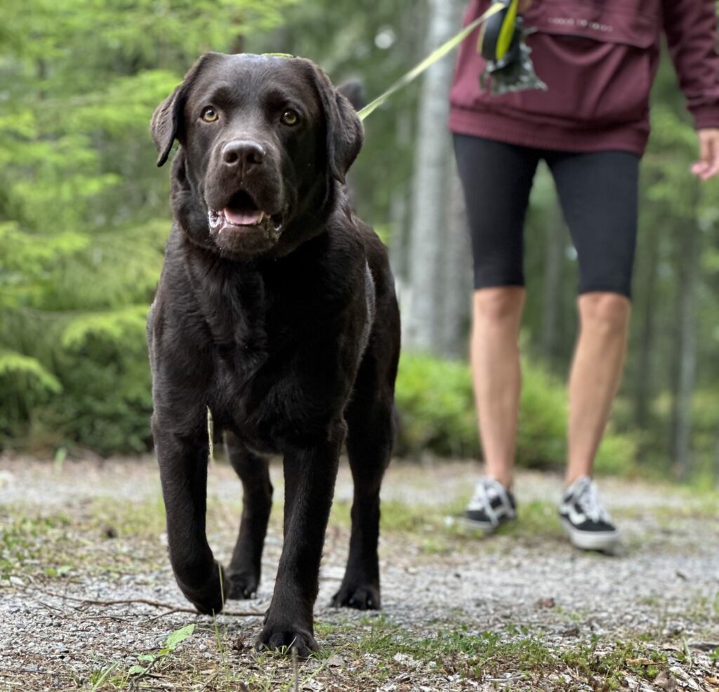 labradorinnoutaja kävelee hihnassa