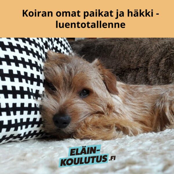Koiran omat paikat ja häkki - luentotallenne