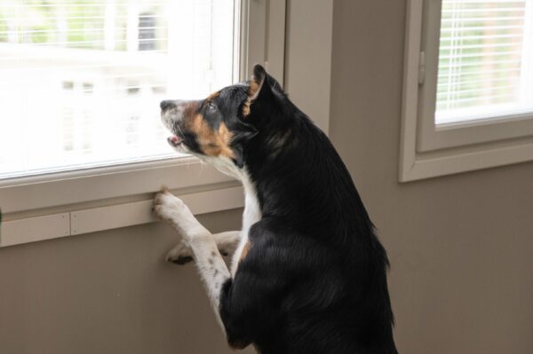 Bordercollie katsoo ikkunasta ja haukkuu.