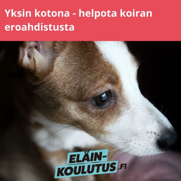 Yksin kotona - helpota koiran eroahdistusta
