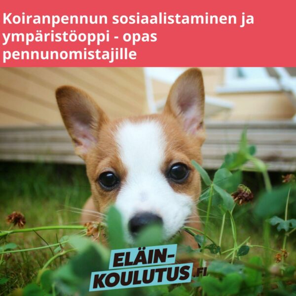 Koiranpennun sosiaalistaminen ja ympäristöoppi - opas pennunomistajille