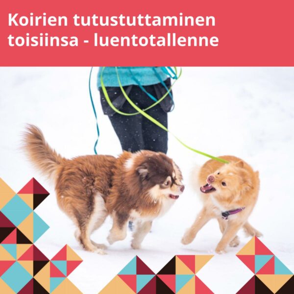 Koirien tutustuttaminen toisiinsa - luentotallenne
