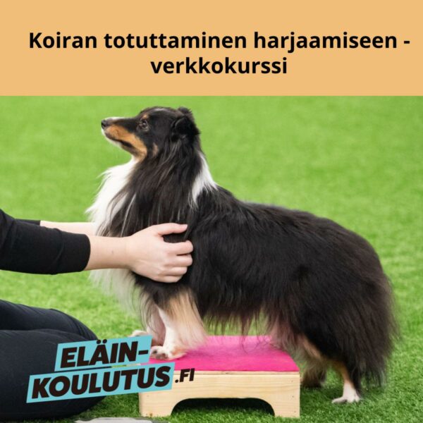 Koiran totuttaminen harjaamiseen