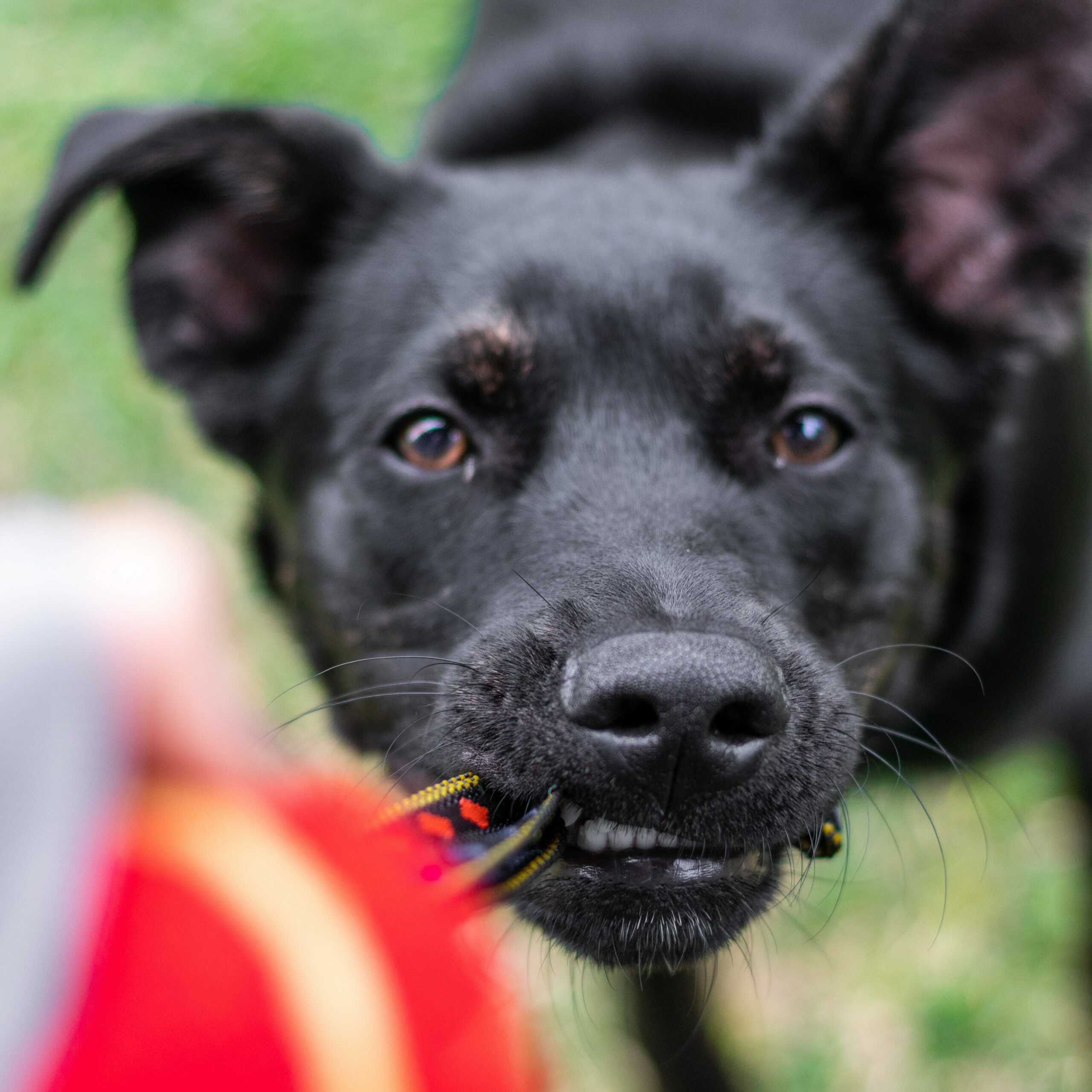 musta nuori koira vetää lelua hampaat irvessä