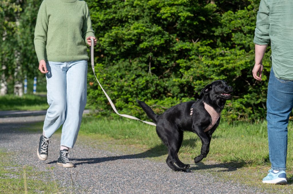 Labradorinnoutaja haluaa tervehtiä vastaantulijaa.