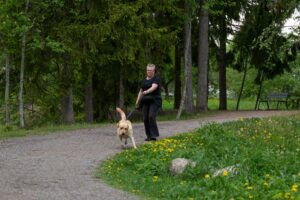 labradorinnoutaja vetää hihnassa