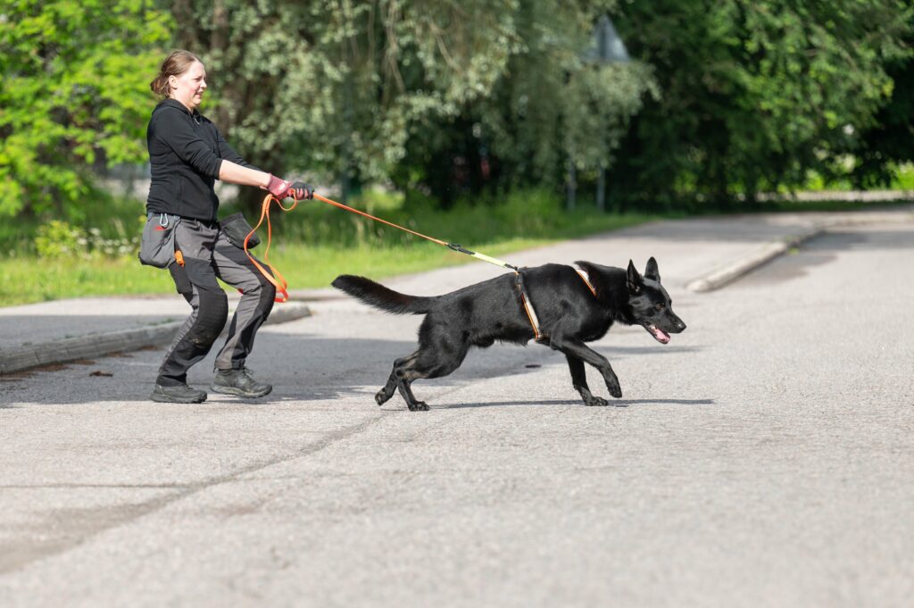Saksanpaimenkoiralla on valjaat päällä ja se vetää hihnassa, koiran takana tuleva ihminen koirraa jarruttaa menoa.