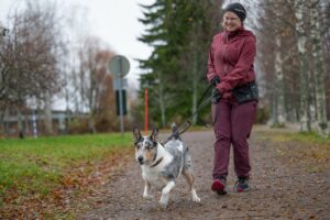 Lyhytkarvainen collie vetää hihnassa.