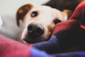 5 Yleisimmät virheet huomionhakuisen haukun kanssa