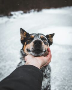2 Miten tunnistaa huomionhakuinen haukku