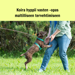 Koira hyppii vasten - opas maltilliseen tervehtimiseen