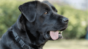 musta labradorinnoutaja