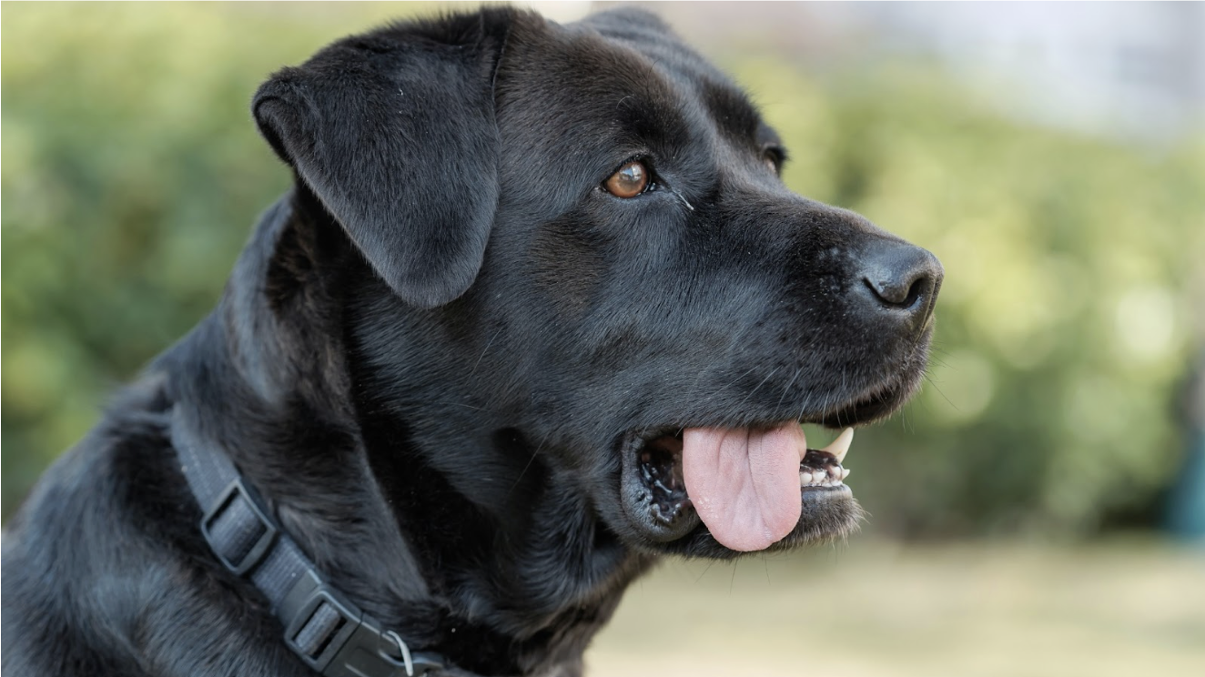 musta labradorinnoutaja