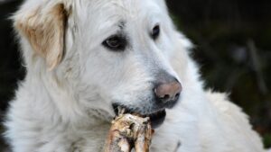 04 Miksi koira puolustaa aarteitaan – ja mitä se kertoo