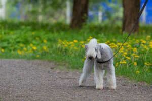 09 Kakan syönti – ymmärrys ennen estämistä