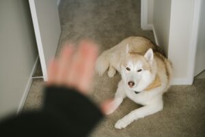 vaalea koira makaa maassa ja ihmisen käsi käskee koiran päällä