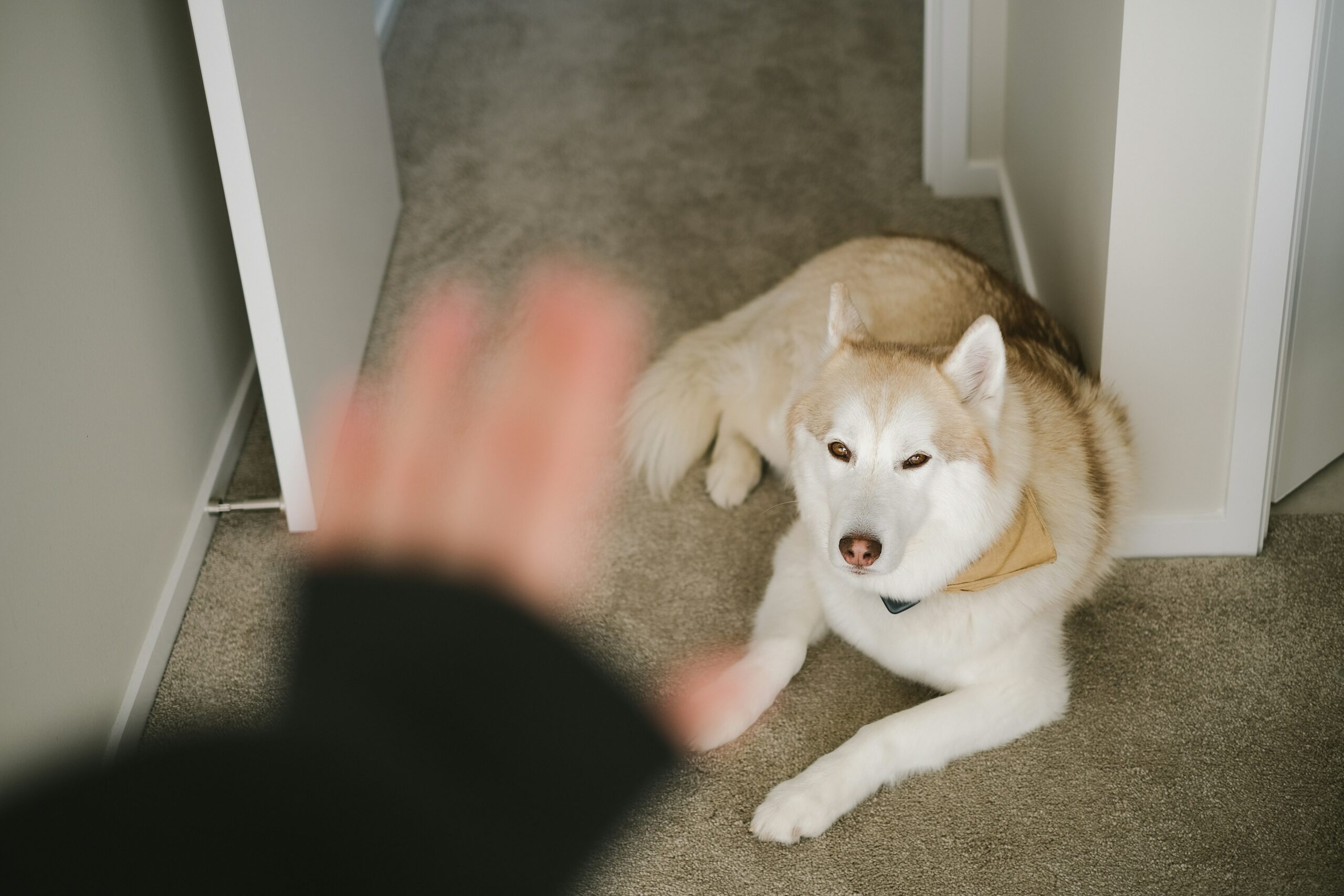 vaalea koira makaa maassa ja ihmisen käsi käskee koiran päällä