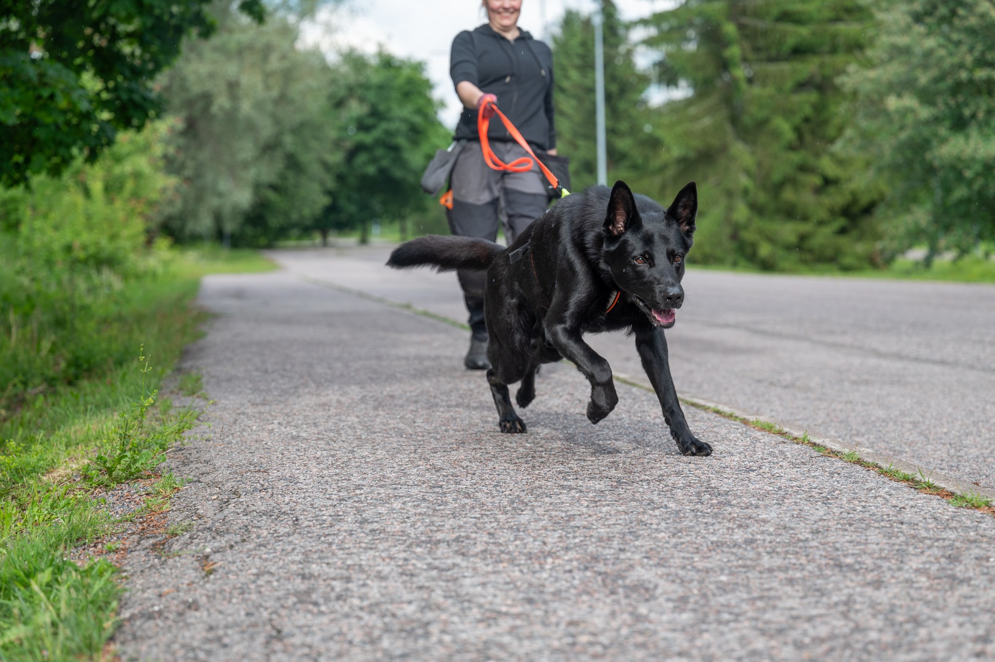 Saksanpaimenkoira vetää hihnassa.